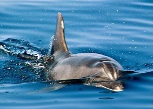 Dolphins are a common sight for sailors and cause great excitement among the crew